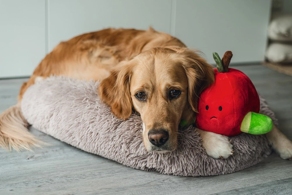 Beeztees Hondenspeelgoed Hide And Seek Appel - Image 3