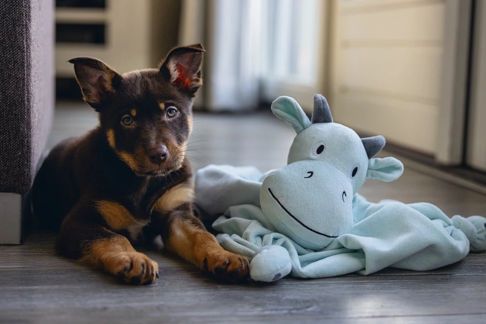 Beeztees Puppy Knuffeldoek Draak M - Image 3