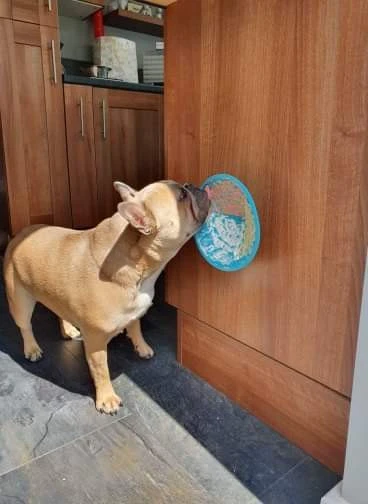 Lickimat Splash Turquoise 19 Cm - Image 3