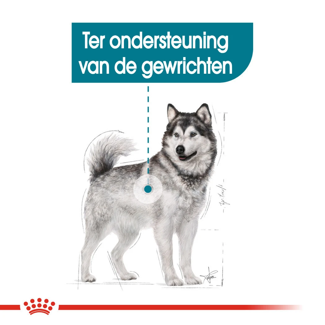 Royal Canin Hondenvoer Joint Care Maxi 10 Kg - Image 4